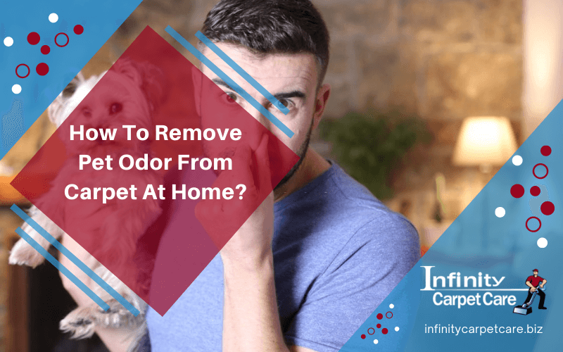 How To Remove Pet Odor From Carpet At Home