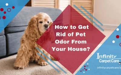 How to Get Rid of Pet Odor From Your House?