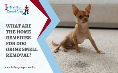 What are The Home Remedies for Dog Urine Smell Removal?