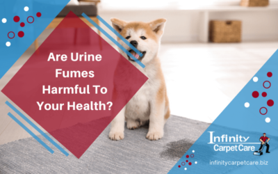 Are Urine Fumes Harmful To Your Health?