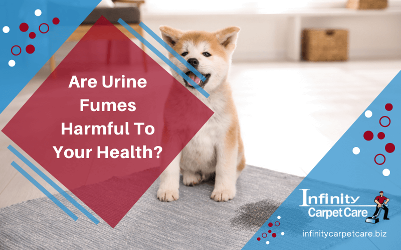Are Urine Fumes Harmful To Your Health