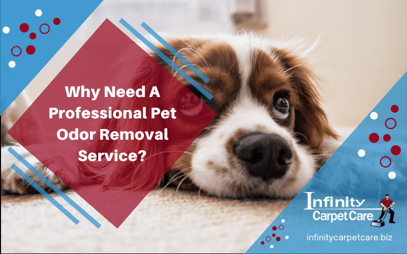 Why Need A Professional Pet Odor Removal Service?