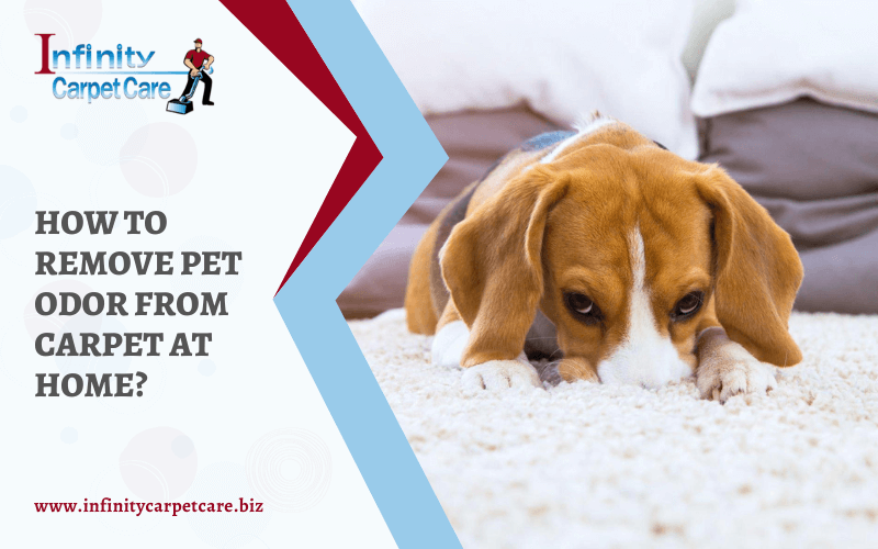 Ways to Remove The Pet Odor from The Carpet