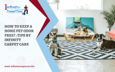How To Keep A Home Pet Odor Free? : Tips By Infinity Carpet Care